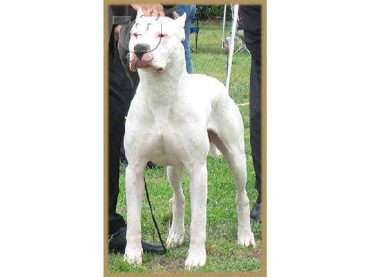 PoulaTo: Dogo Argentino ετοιμοπαράδοτα
